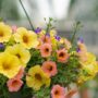 Combo – Island In The Sun – 10″ Hanging Basket